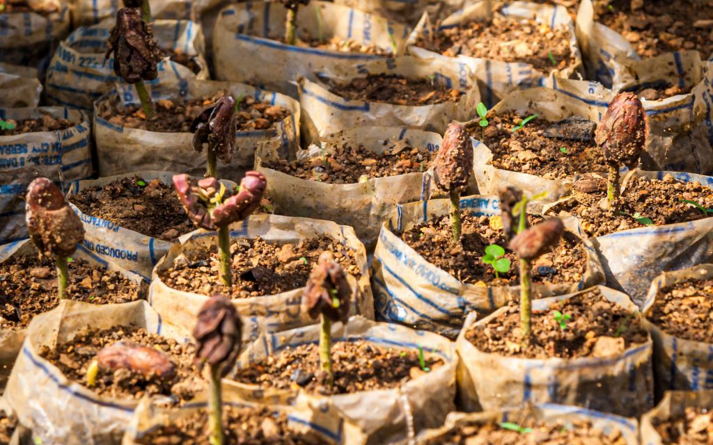 plantules de cacao poussant en sierra leone