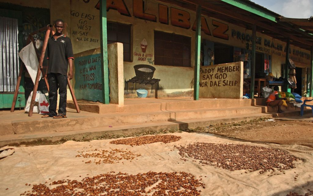 Fèves de cacao séchant dans une concession à Kailahun, Sierra Leone.