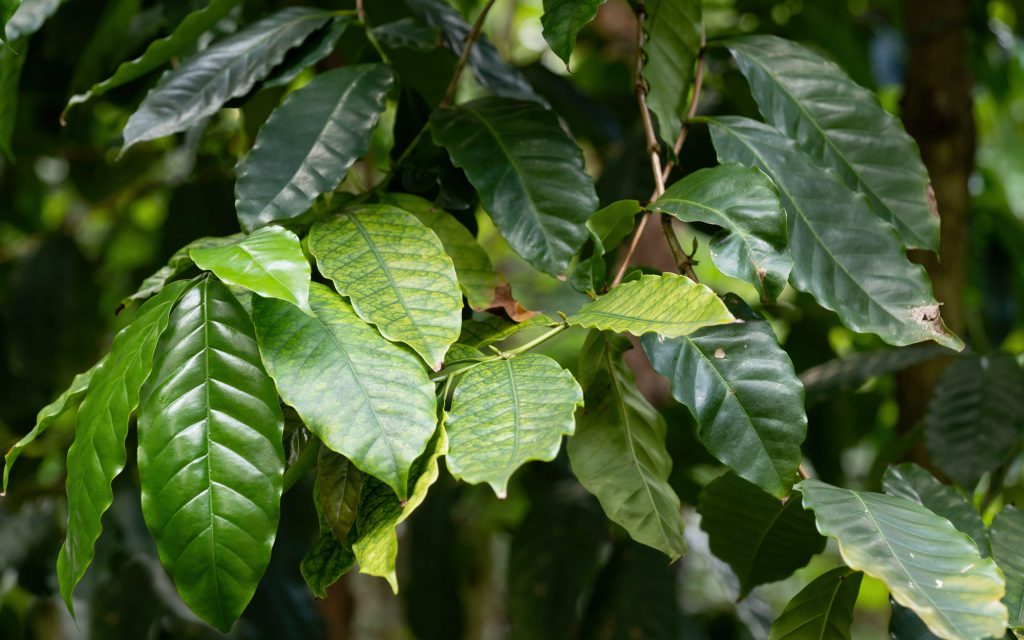 Feuilles de Coffea stenophylla, café des hauts plateaux ou café de Sierra Leone, famille : Rubiaceae, région d'origine : Afrique de l'Ouest