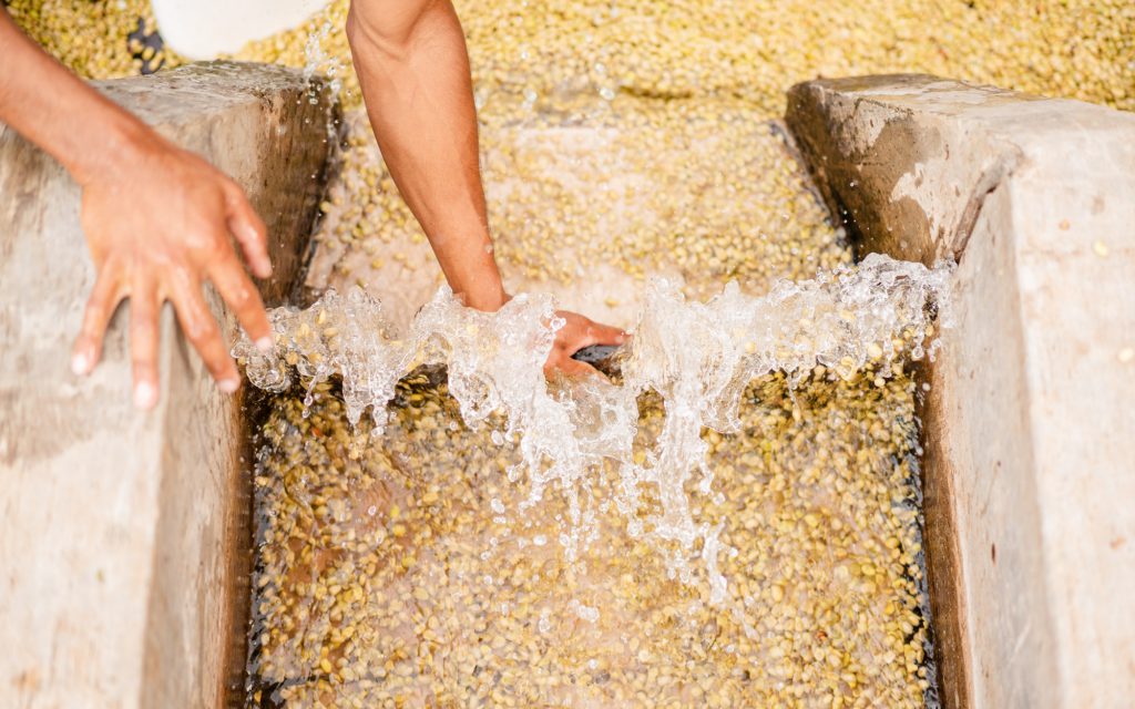 Un ouvrier du café observe le lavage des grains de café.