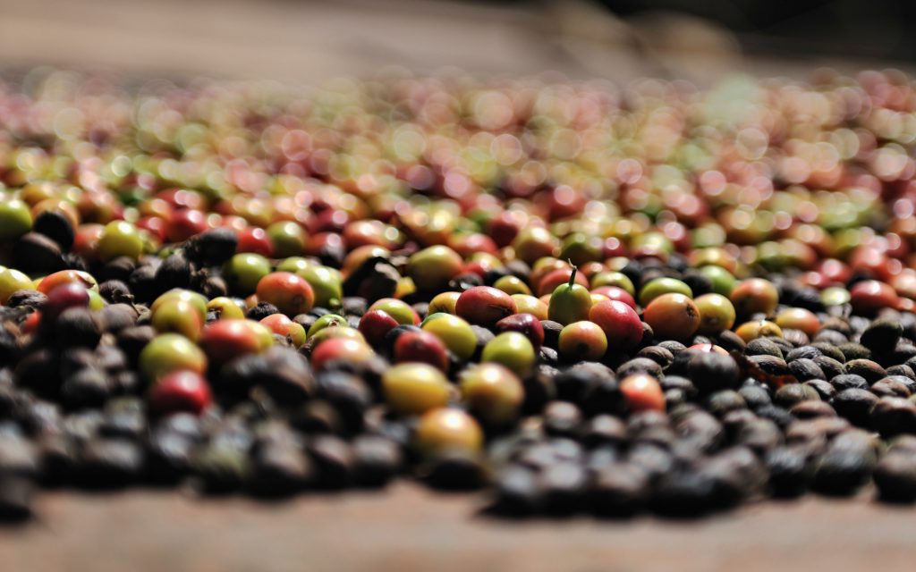 Cerises de café séchées sur des terrasses
