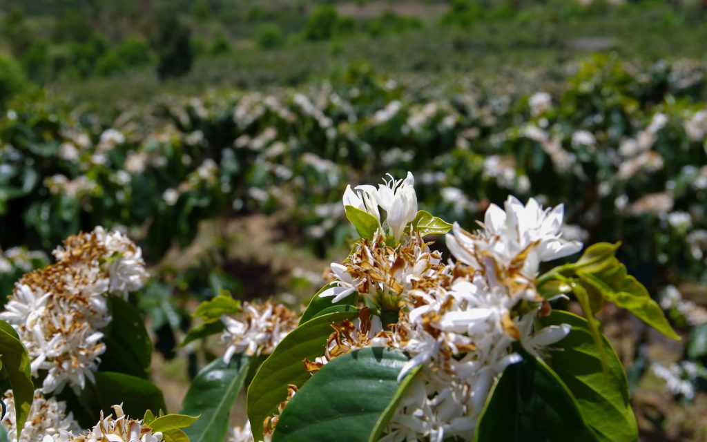 Fleurs blanches sur des plants de café