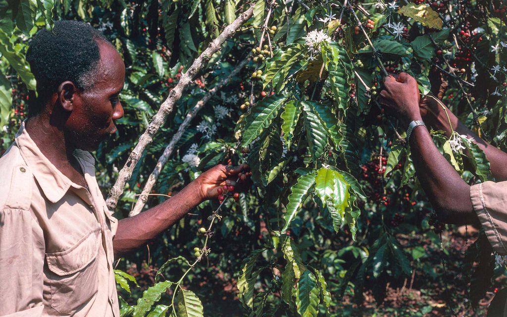 Deux chercheurs du Centre de recherche sur la culture du café du Togo évaluent des cerises de café sur des branches.