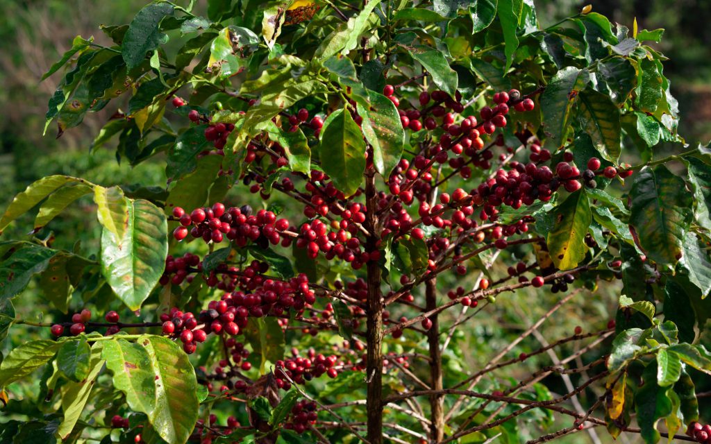 Cerises rouges poussant sur un caféier.