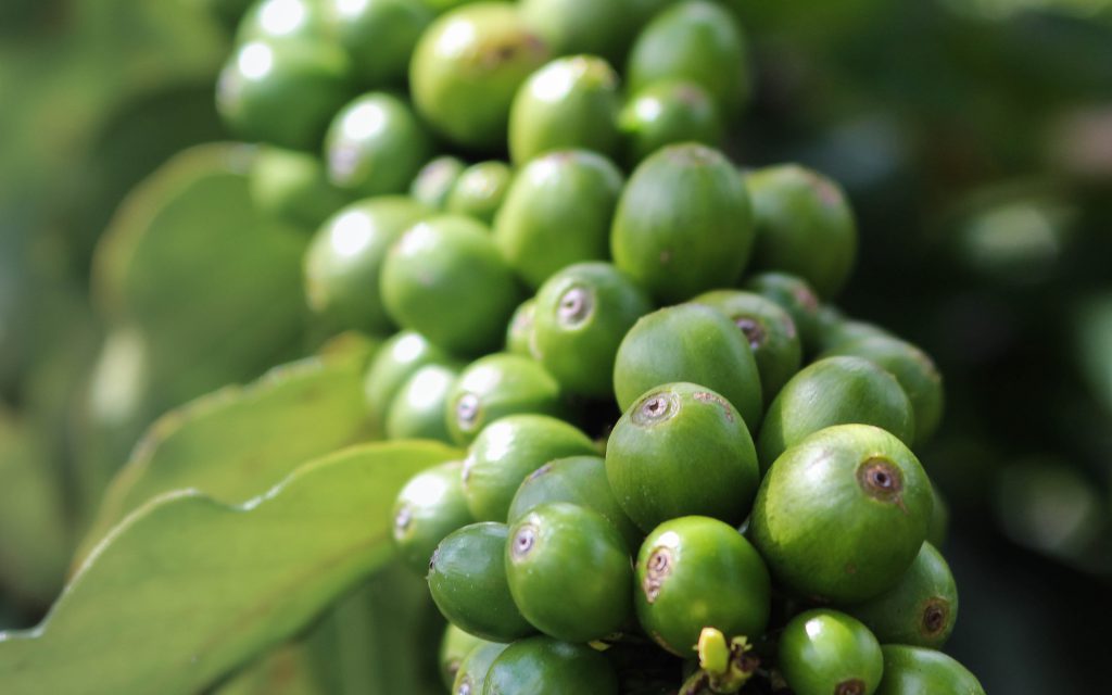 Cerises de café vertes poussant sur une branche.