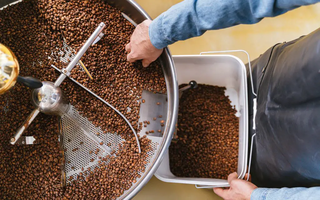 Un torréfacteur vide des grains de café torréfiés dans un seau en plastique.
